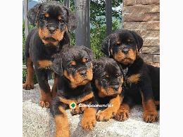 Regalo Cachorro de Rottweiler para adopc