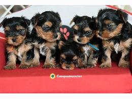 Regalo Cachorro de Rottweiler para adopc