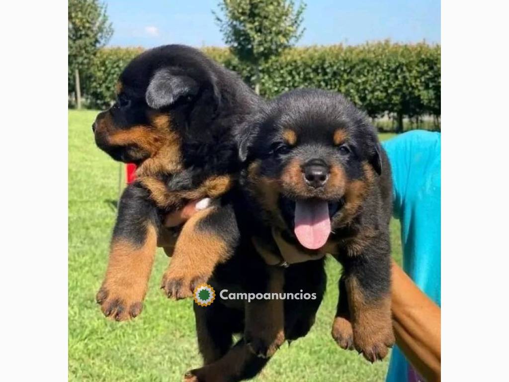 Regalo Cachorro de Rottweiler para adopc en Madrid