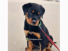 Regalo Cachorro de Rottweiler para adopc