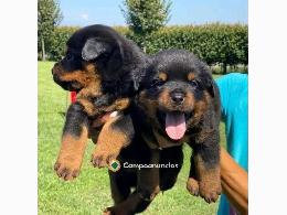 Regalo Cachorro de Rottweiler para adopc