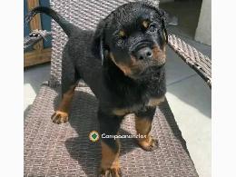 Regalo Cachorro de Rottweiler para adopc
