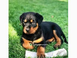 Regalo Cachorro de Rottweiler para adopc