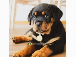 Regalo Cachorro de Rottweiler para adopc