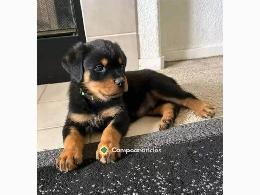 Regalo Cachorro de Rottweiler para adopc