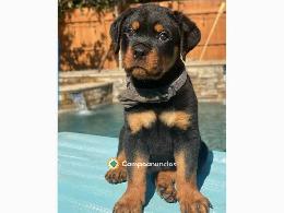 Regalo Cachorro de Rottweiler para adopc