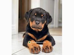 Regalo Cachorro de Rottweiler para adopc