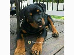 Regalo Cachorro de Rottweiler para adopc