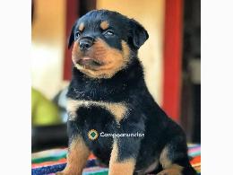 Regalo Cachorro de Rottweiler para adopc