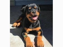 Regalo Cachorro de Rottweiler para adopc