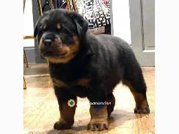 Regalo Cachorro de Rottweiler para adopc