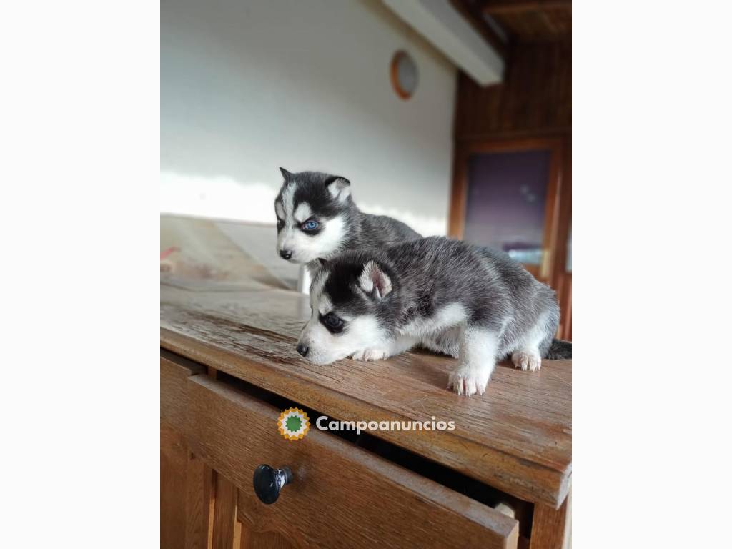 Regalo cachorro Husky whAtsapp 631529689 en Huesca