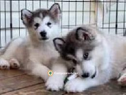 Regalo Cachorros Alaskan Malamute 