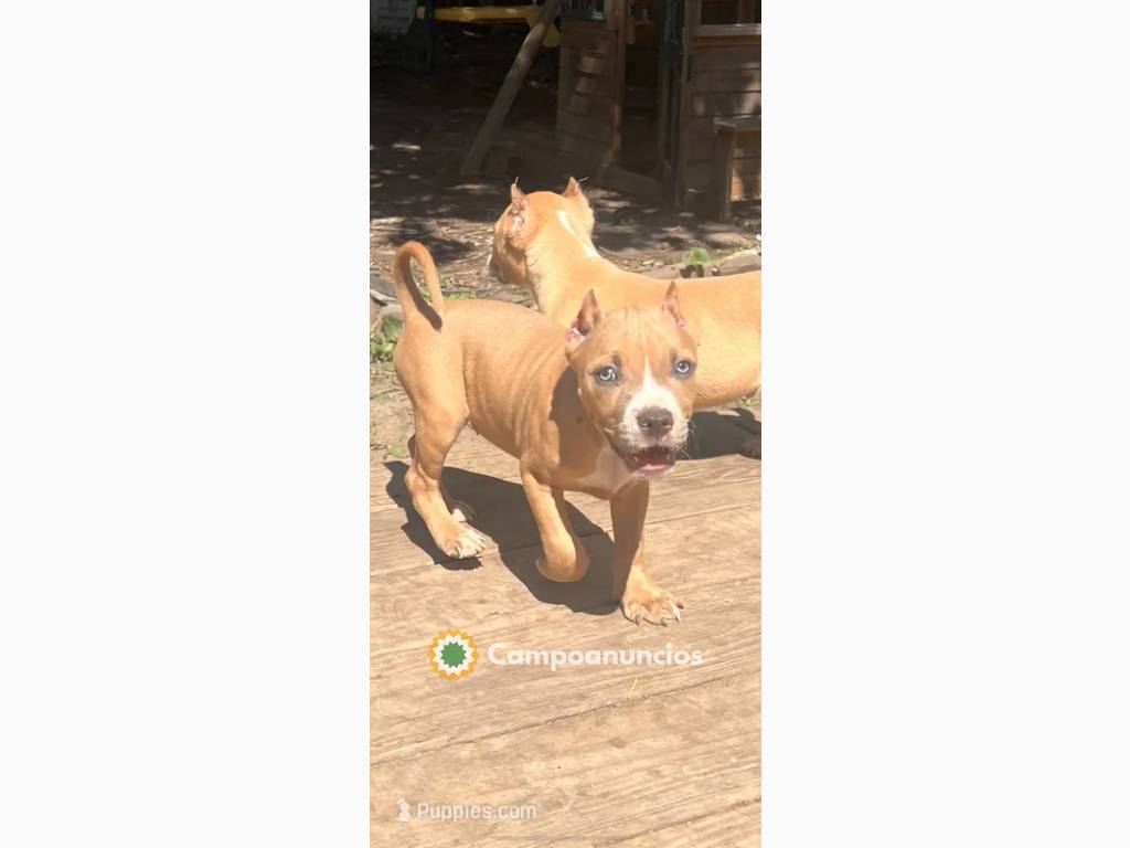 Regalo Cachorros American Bully  en Navarra