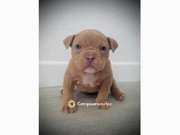 Regalo cachorros American Bully hembra y