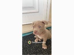 Regalo cachorros American Bully hembra y