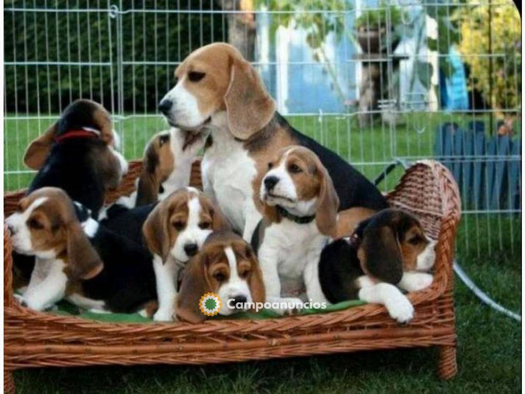 Regalo Cachorros Beagle   en A Coruña