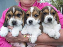 REGALO CACHORROS BEAGLE