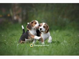 Regalo Cachorros Beagle Gratis