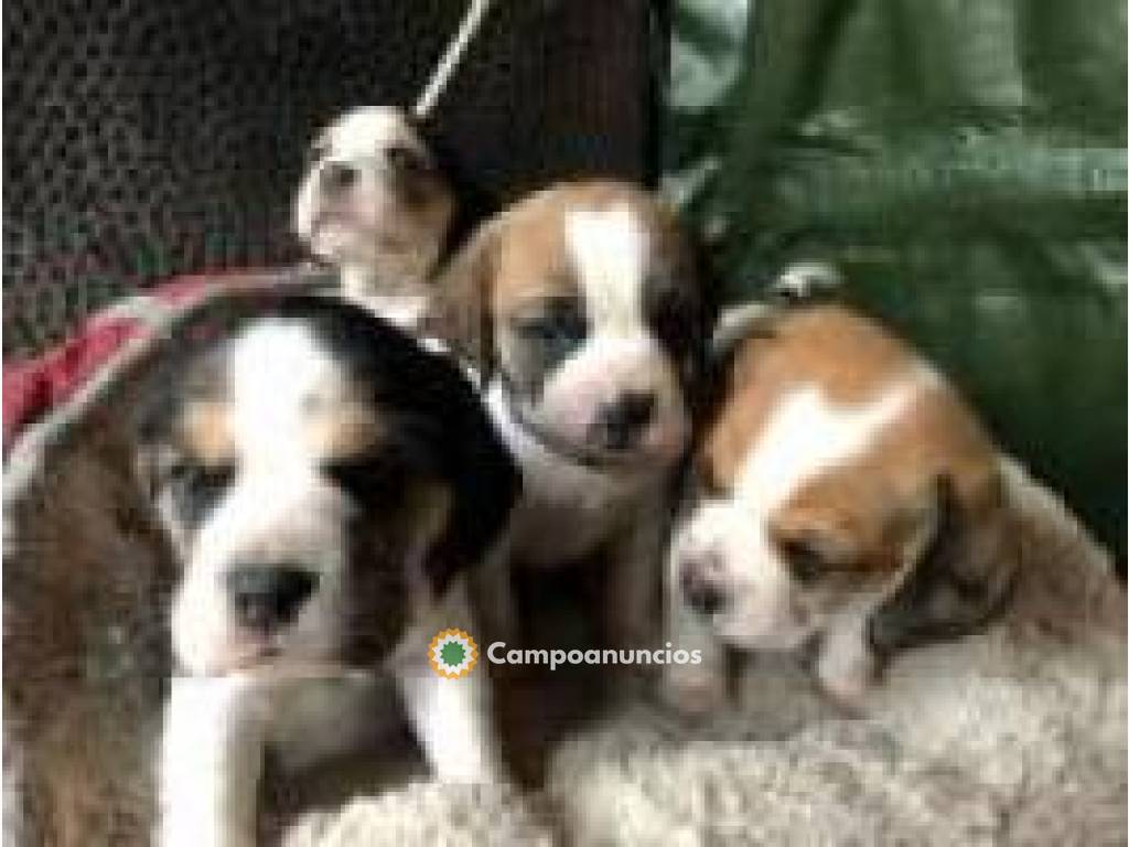 Regalo Cachorros Beagle (whatsapp+34 639 en Alicante