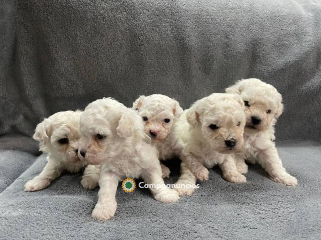 Regalo Cachorros Bichón Frisé en Toledo