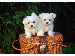 Regalo Cachorros Bichón Maltés