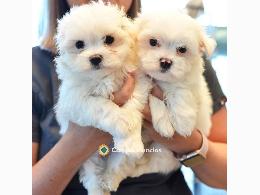 Regalo Cachorros Bichón Maltés