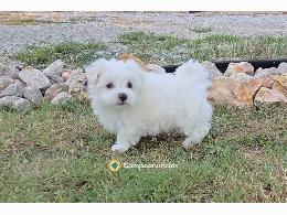 Regalo Cachorros Bichón Maltés Gratis