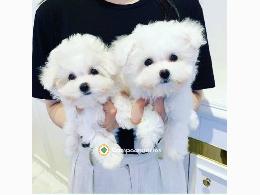 Regalo Cachorros Bichón Maltés Gratis