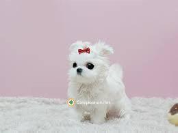 Regalo Cachorros Bichón Maltés Gratis
