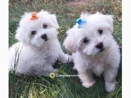 Regalo Cachorros Bichón Maltés Gratis