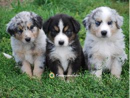 REGALO CACHORROS BORDER COLLIES