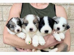 REGALO CACHORROS BORDER COLLIES