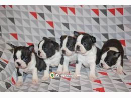 REGALO CACHORROS BOSTON TERRIER