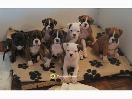 REGALO CACHORROS BOXERS