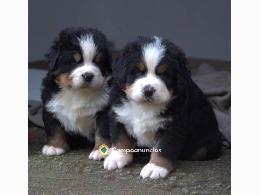 Regalo Cachorros Boyero de Berna – Adopc