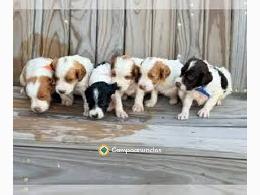 Regalo Cachorros Bretón