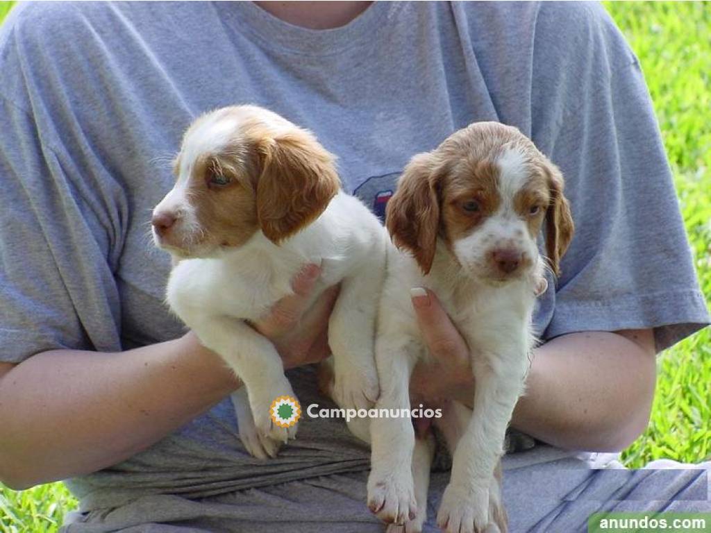 REGALO CACHORROS BRETON PUROS en Ourense