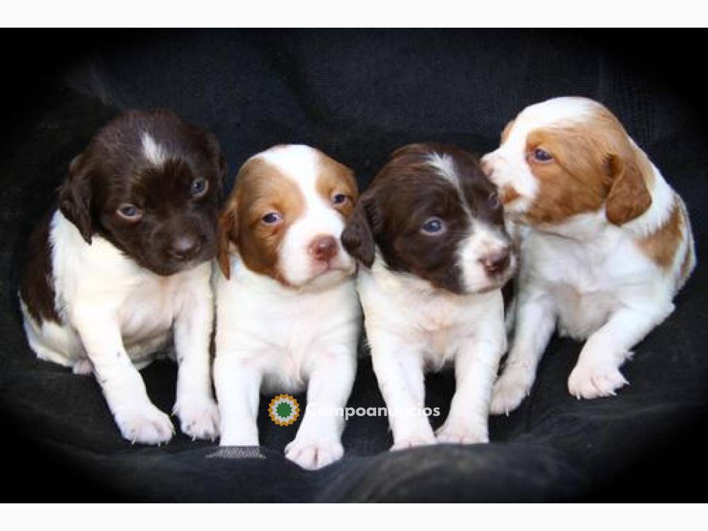 REGALO CACHORROS BRETON PUROS en Tenerife