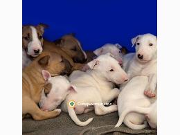 REGALO CACHORROS BULL TERRIER