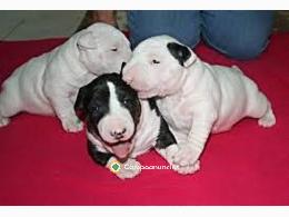 REGALO CACHORROS BULL TERRIER