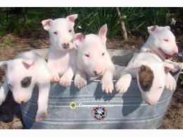 REGALO CACHORROS BULL TERRIER