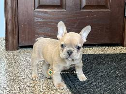 Regalo Cachorros Bulldog Frances