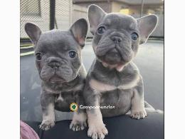 Regalo cachorros bulldog francés