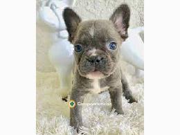 Regalo Cachorros Bulldog Frances