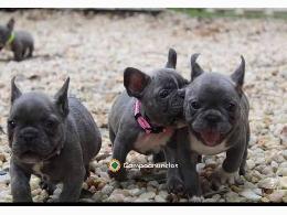 Regalo Cachorros Bulldog Francés
