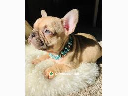 Regalo Cachorros Bulldog Frances Gratis