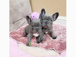 Regalo Cachorros Bulldog Frances Gratis