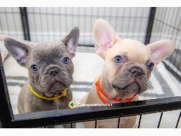 Regalo Cachorros Bulldog Frances Gratis