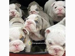 Regalo  Cachorros Bulldog  Inglés